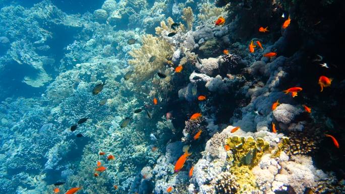 彩色珊瑚礁中的热带鱼群