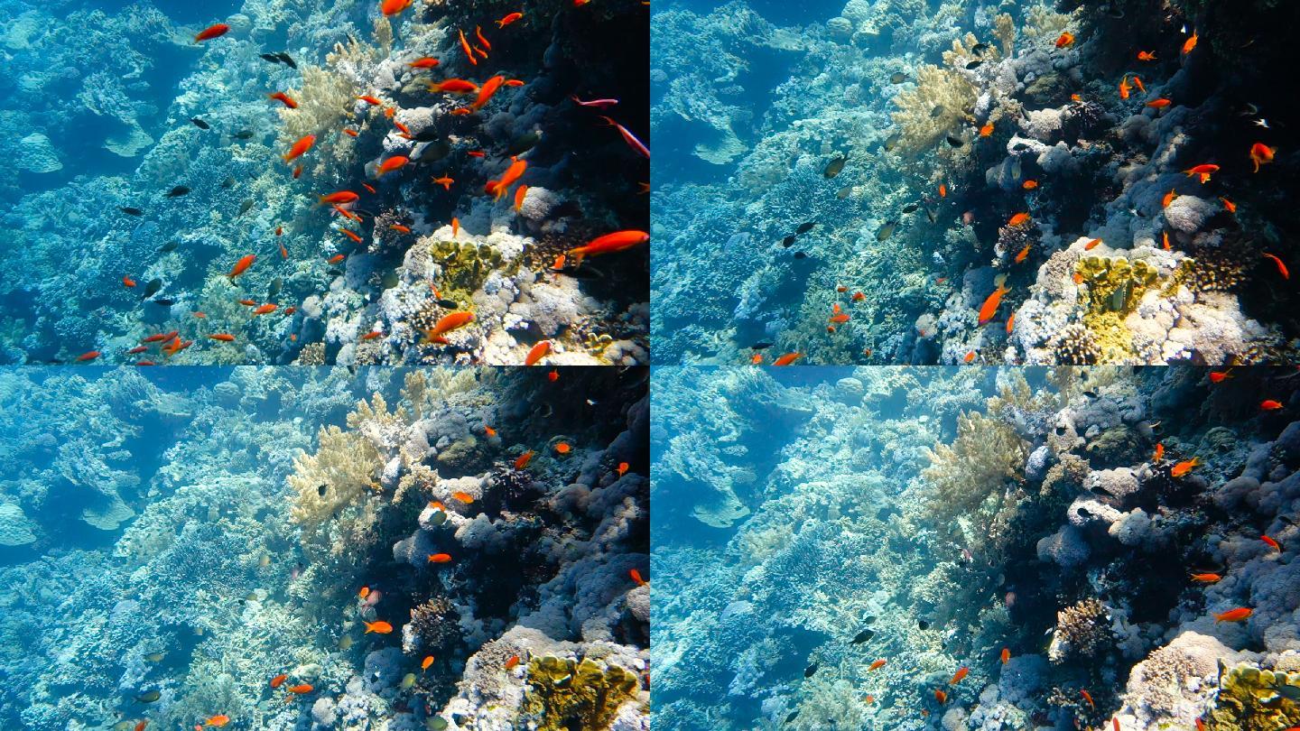彩色珊瑚礁中的热带鱼群
