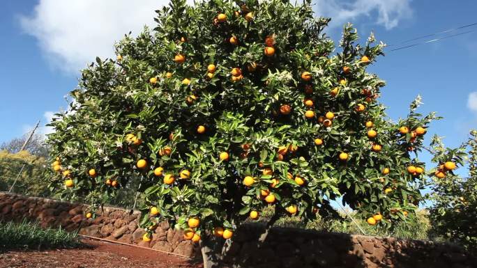 橘子林桔子种植园水果种植丰收