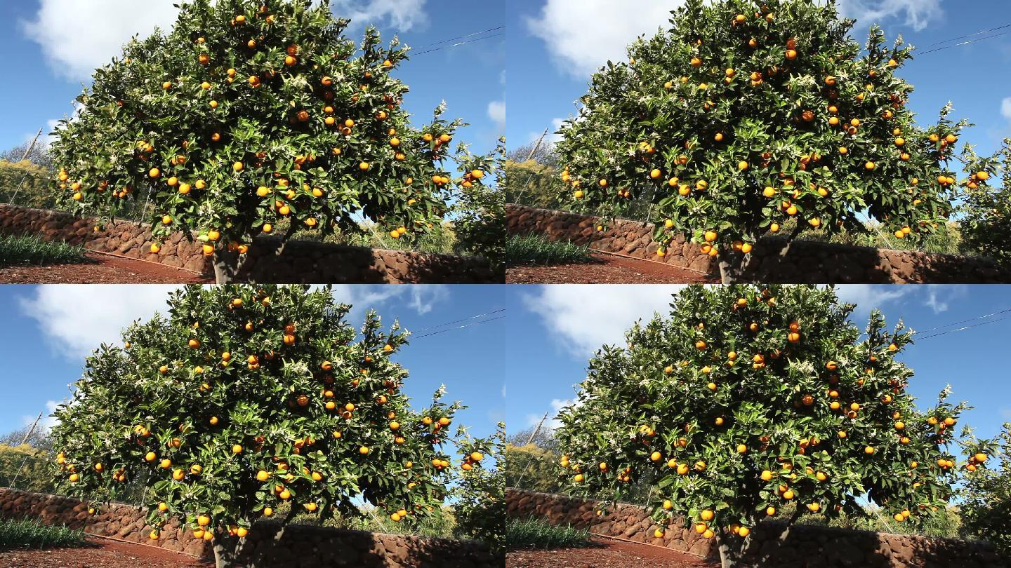 橘子林桔子种植园水果种植丰收