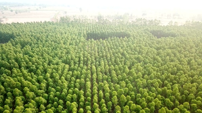 厂区桉树鸟瞰图一片树林松树地杨树茶叶树