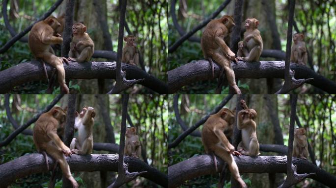 森林的猴子家庭