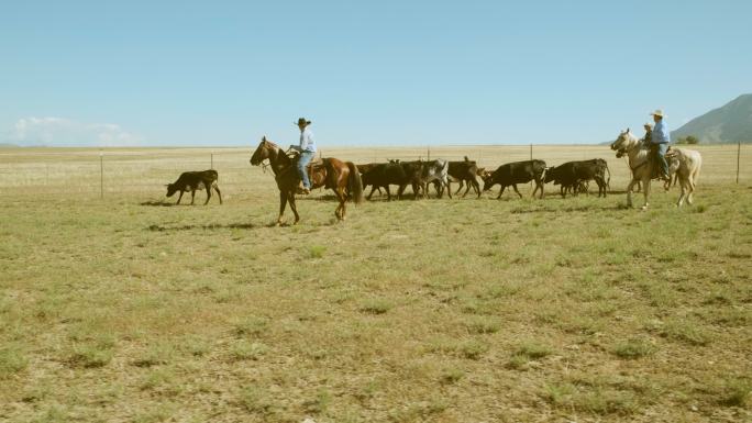 牛仔牧场主在牧牛