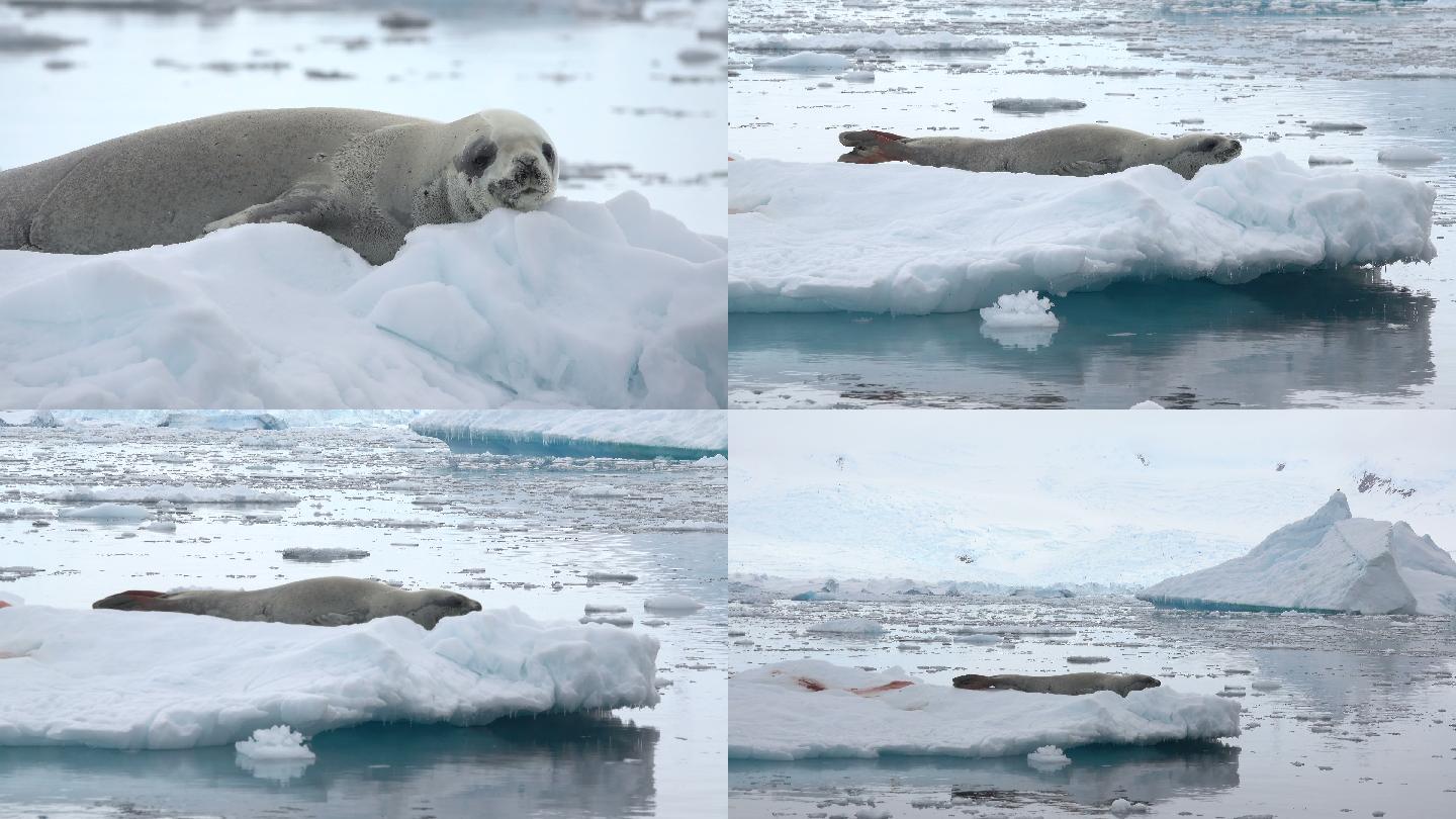一只野生食蟹海豹在一座正在融化的冰山上