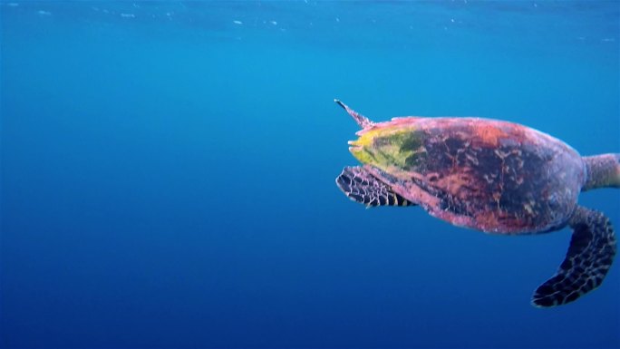 在深蓝色海洋中游泳的海龟
