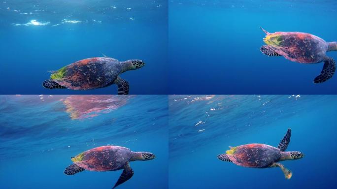 在深蓝色海洋中游泳的海龟