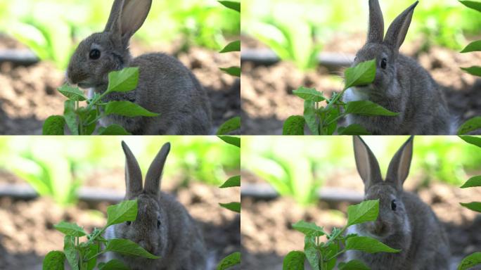 可爱的灰色棉尾兔在花园里嚼草