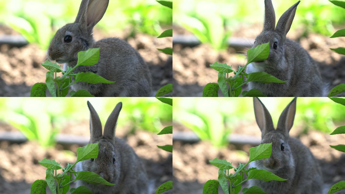 可爱的灰色棉尾兔在花园里嚼草