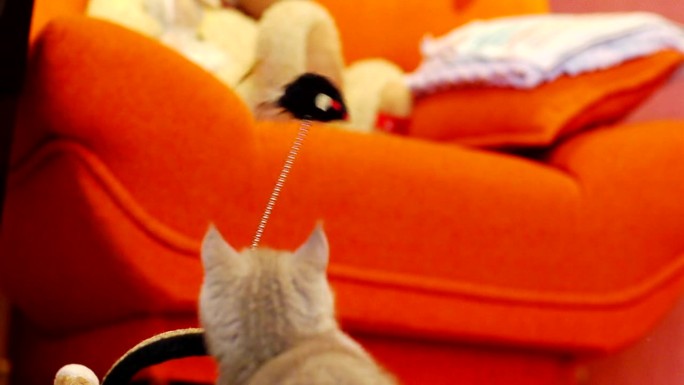 小猫在玩玩具老鼠