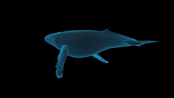 蓝色线框科技全息抹香鲸动画带通道