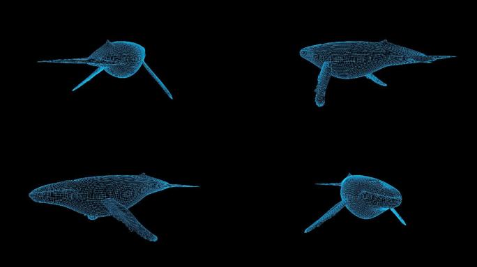 蓝色线框科技全息抹香鲸动画带通道