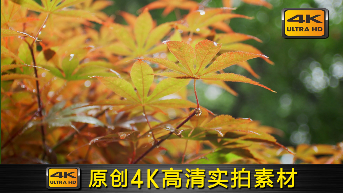 【4K】原创夏季雨季下雨梅雨季唯美空镜5