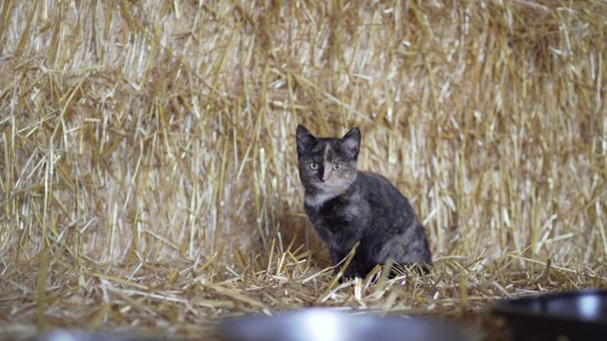 一只小黑猫在干草仓进食。