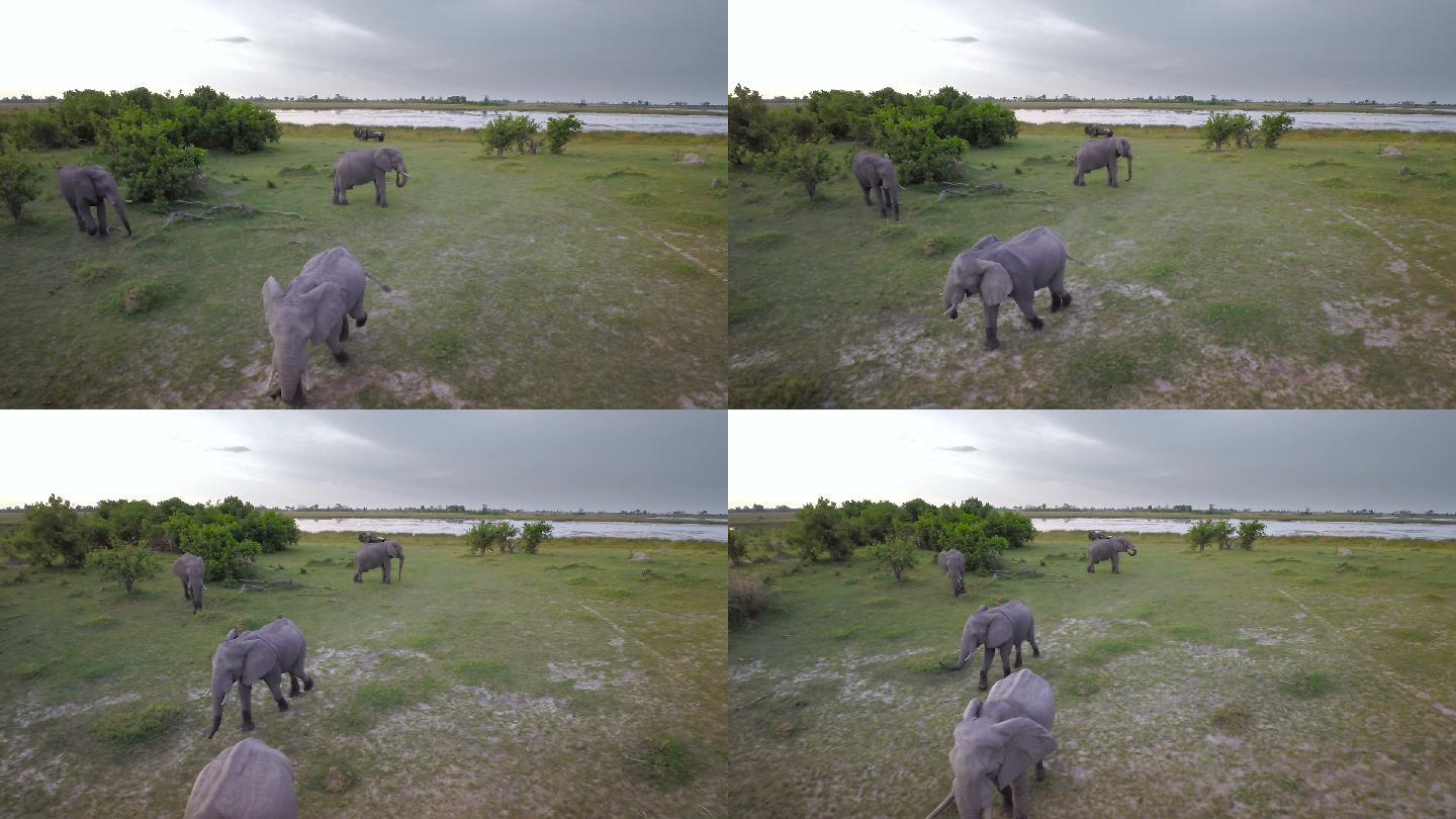 无人机拍摄的一群大象行走的画面