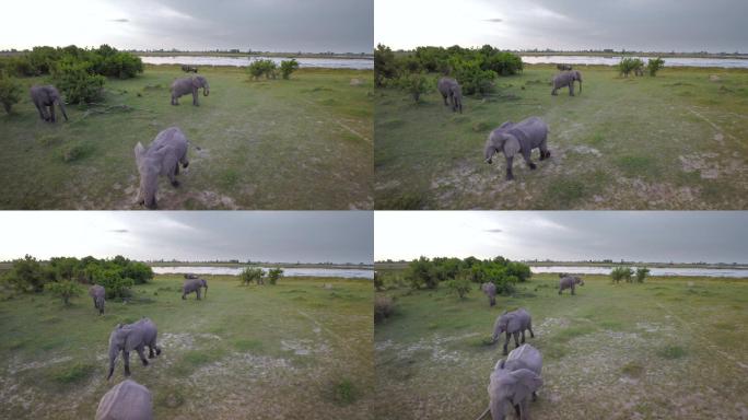 无人机拍摄的一群大象行走的画面