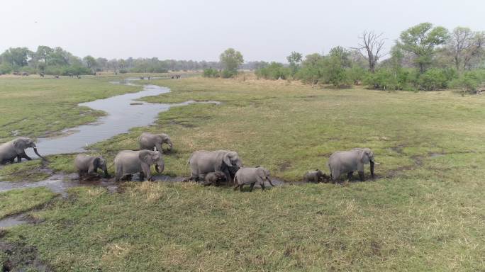 正在迁徙中的大象野生大象队伍