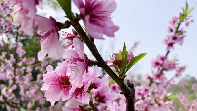 成都龙泉山桃花