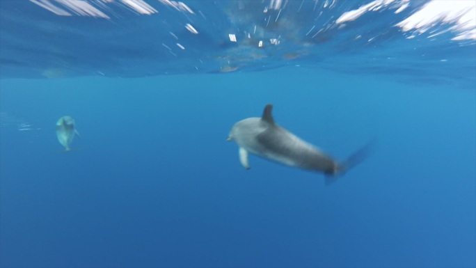 野生海豚游泳海底游弋追寻