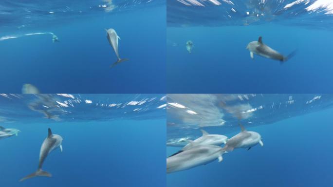 野生海豚游泳海底游弋追寻