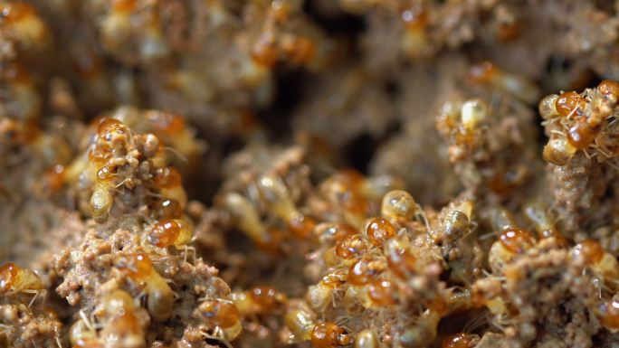 白蚁破坏家园蚂蚁蚁穴巢穴蚁巢侵蚀木板木屋