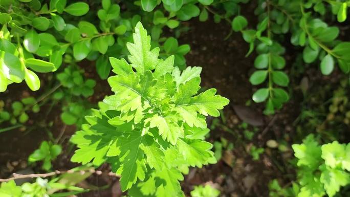 夏天艾草艾叶野草实拍视频素材