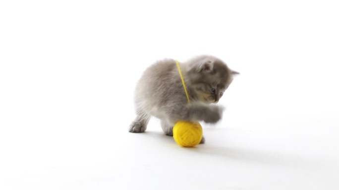 顽皮的猫小猫花猫玩毛线球猫科动物宠物猫