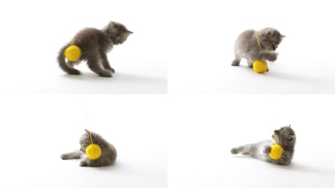 顽皮的猫小猫花猫玩毛线球猫科动物宠物猫