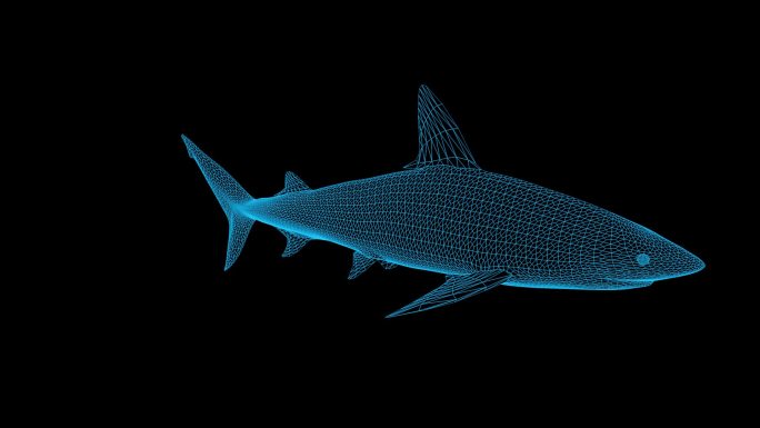蓝色线框全息科技鲨鱼动画带通道
