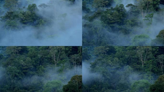 散去的烟雾清晨树林竹林原始森林迷雾