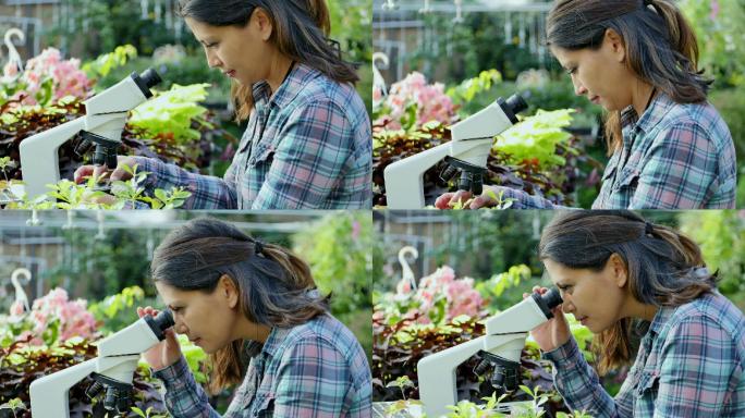 专注的女植物学家在苗圃里检查植物样本