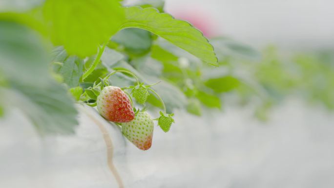 有机草莓、原生态草莓