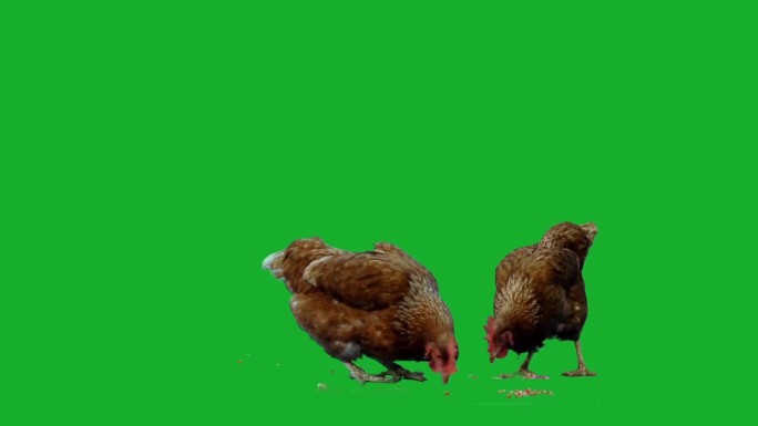 在绿屏下的鸡抠背绿幕散养