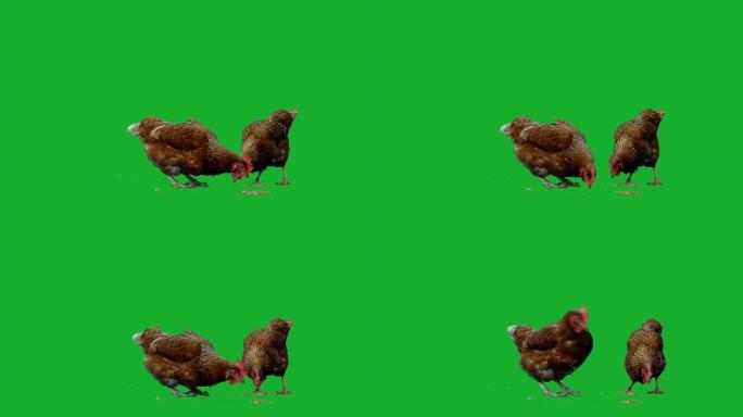 在绿屏下的鸡抠背绿幕散养