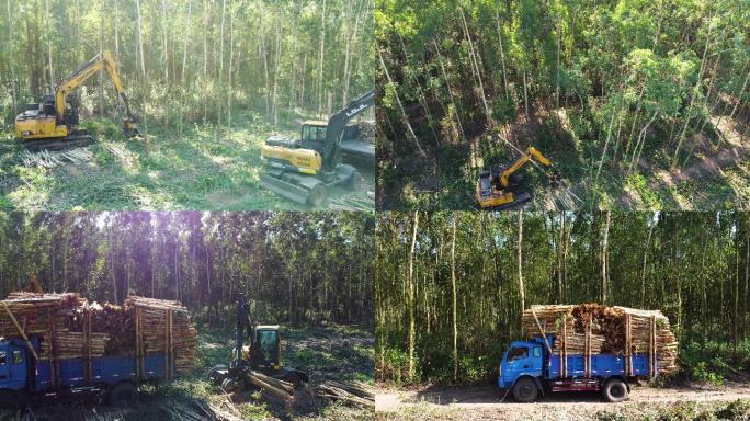 航拍桉树机械化采伐