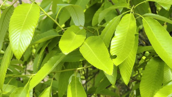 嫩绿新叶斑驳树干