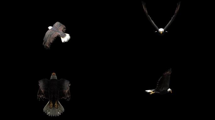 9种4K鹰飞行姿态循环动画带通道