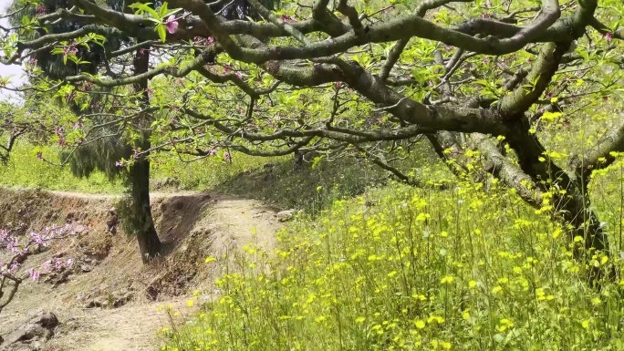 龙泉山桃花山间小径