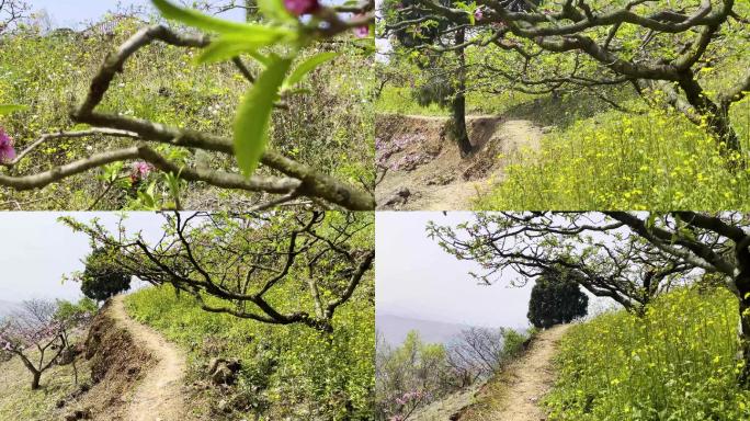 龙泉山桃花山间小径