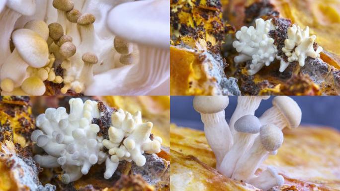 平菇食用菌灵芝香菇