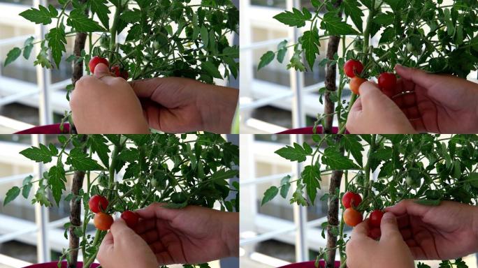 在露台花园的花盆中摘小番茄