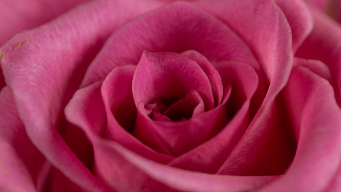 美丽绽放的粉红玫瑰