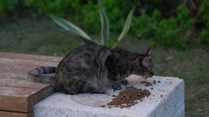 猫吃石头上的食物