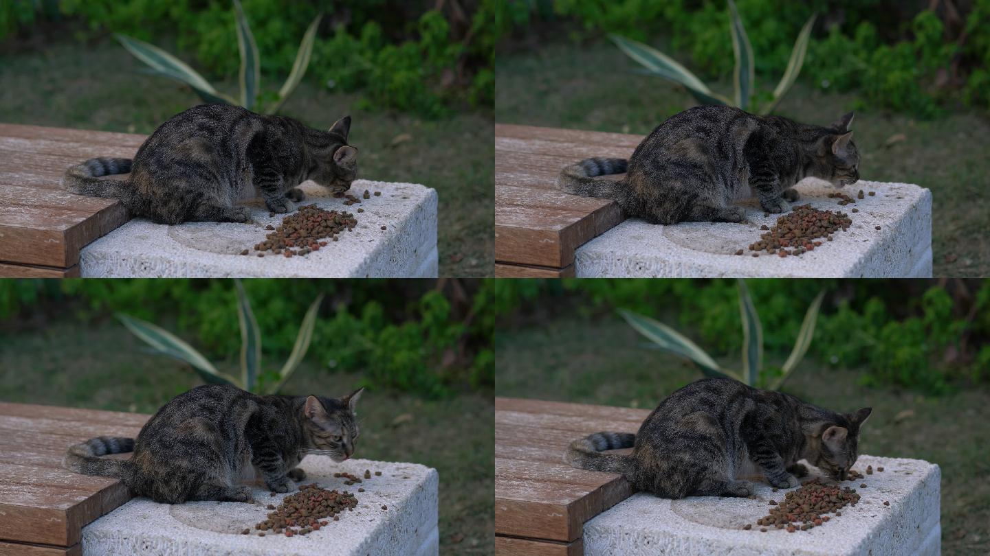 猫吃石头上的食物