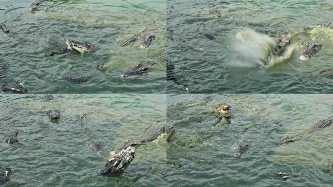 鳄鱼野生动物世界国家保护大自然非洲