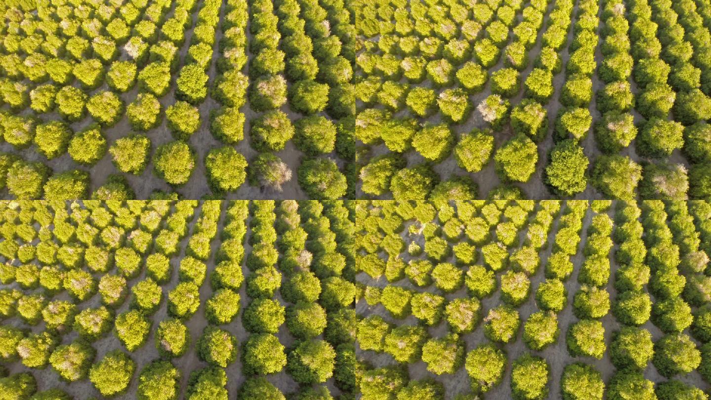 加州空中拍摄的橘园