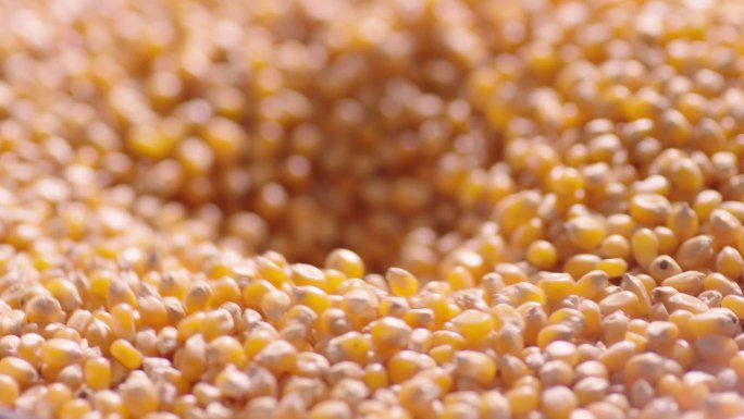 玉米升格微距农作物高清