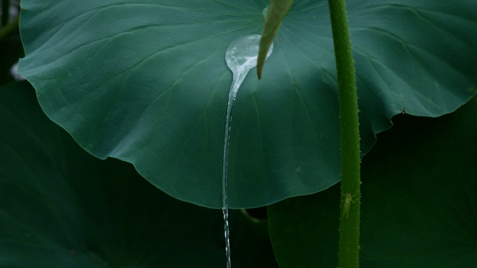 荷叶水滴水珠_雨水雨滴滑落