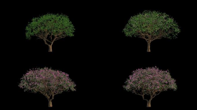 开花前后无限循环原创三维桃树开花过程