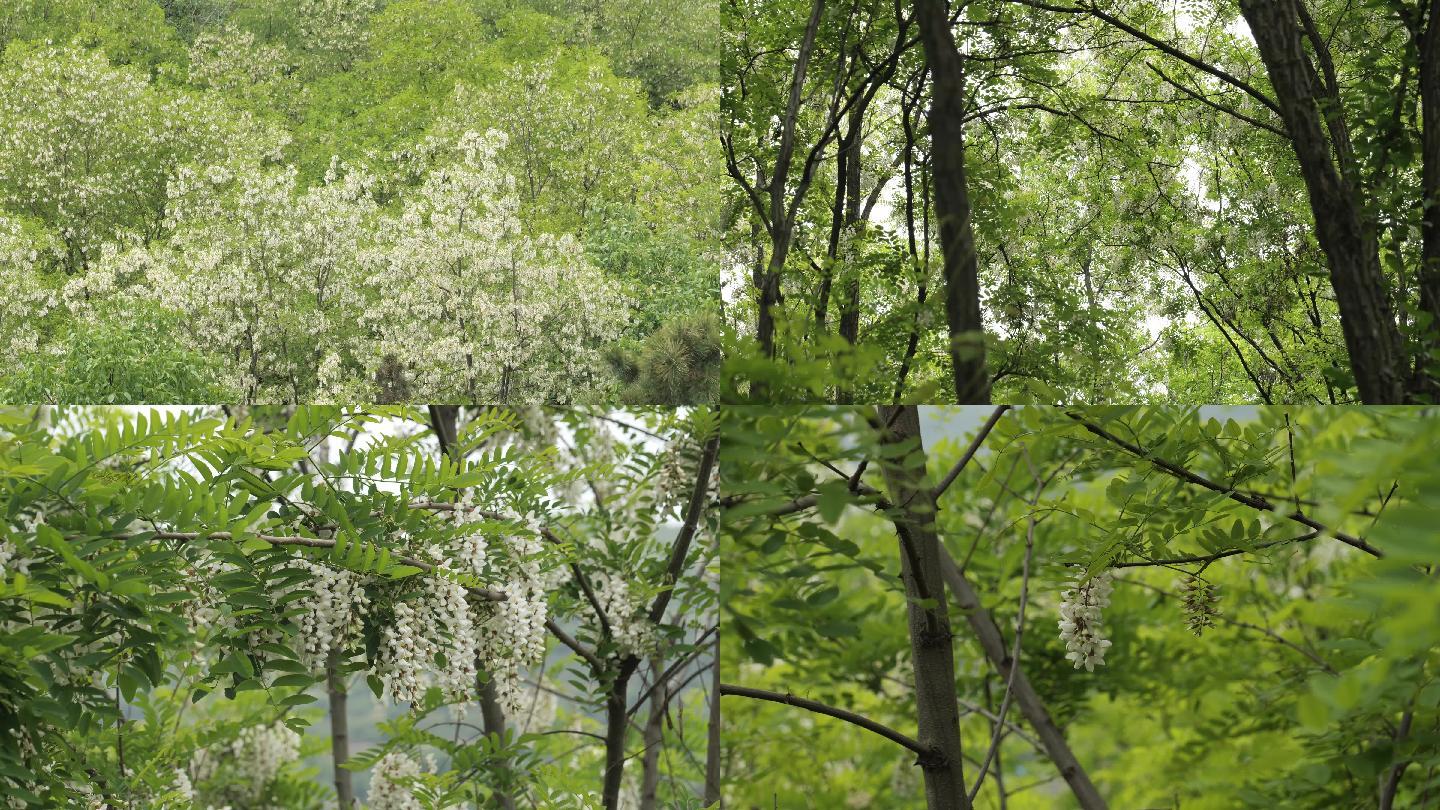 4k洋槐林洋槐花槐花山槐花林