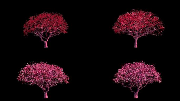 三维树桃树开花过程3